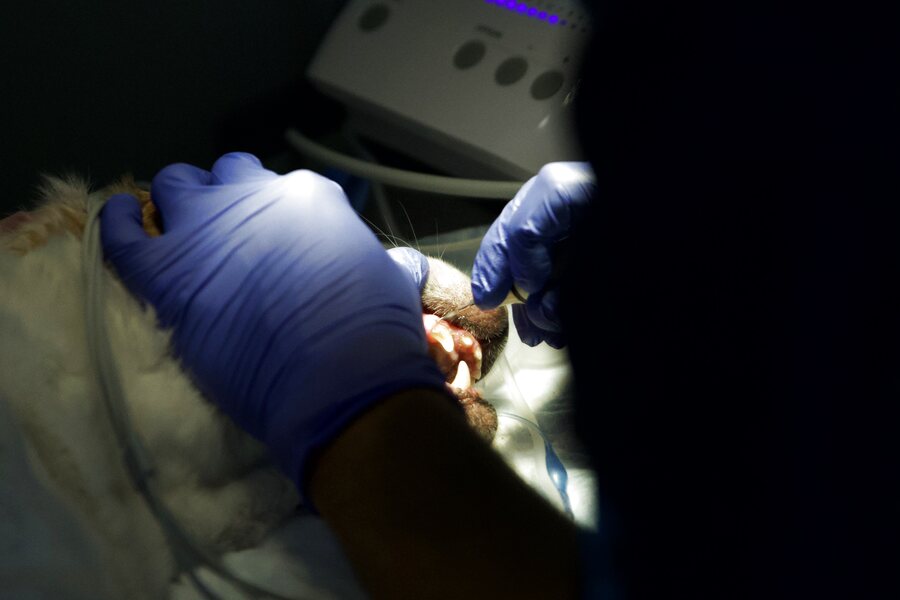 Odontologia